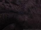 What a Taru sees when he's resting between fights