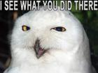 owly